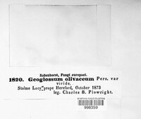 Geoglossum olivaceum image